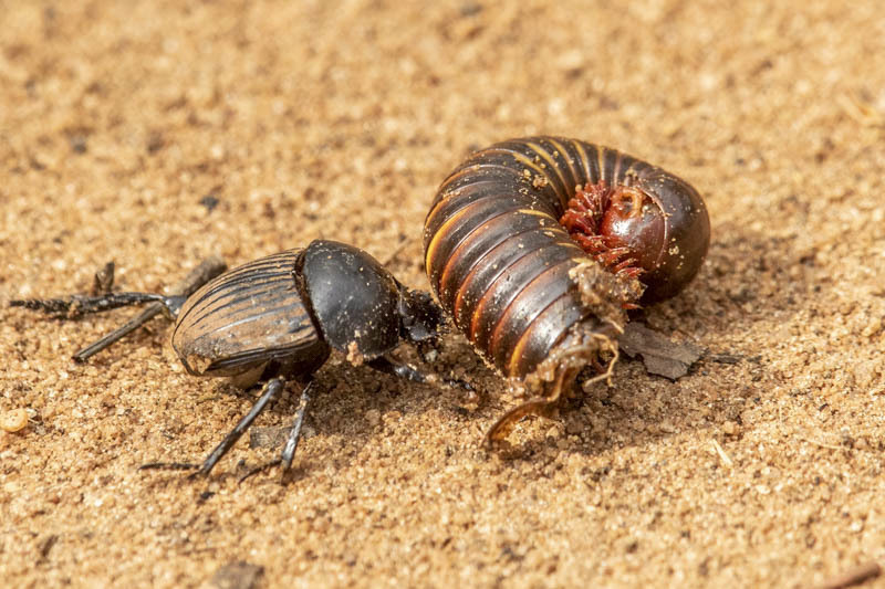Millipede Undertakers