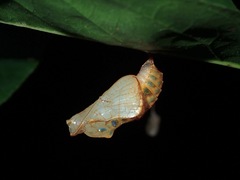 Lasippa illigera illigera