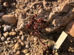Sedum laxum