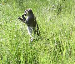 Chlorocebus tantalus