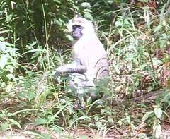 Chlorocebus tantalus