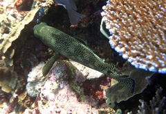 Epinephelus ongus
