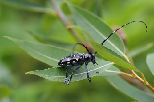 Citrus Longhorn Beetle photo 3