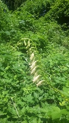 Digitalis lutea