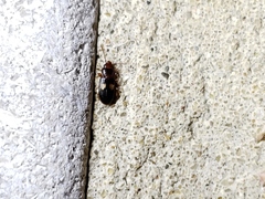 Laemophloeidae
