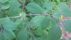 Lonicera
