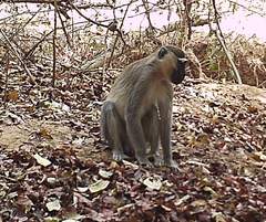 Chlorocebus tantalus