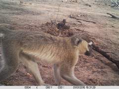 Chlorocebus tantalus