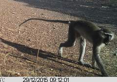 Chlorocebus tantalus