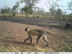 Chlorocebus tantalus