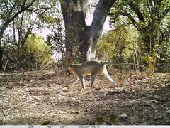 Chlorocebus tantalus