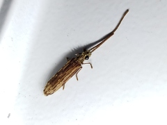Tenomerga cinerea