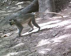 Chlorocebus tantalus