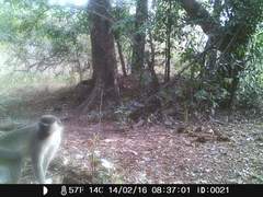 Chlorocebus tantalus