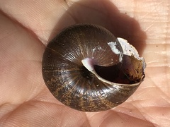 Helminthoglypta arrosa