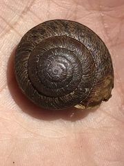 Helminthoglypta arrosa