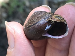 Helminthoglypta arrosa