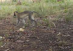 Chlorocebus tantalus