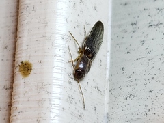 Conoderus vespertinus