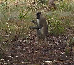 Chlorocebus tantalus