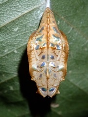 Lasippa illigera illigera