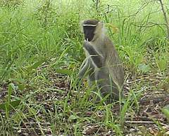 Chlorocebus tantalus