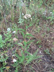 Achillea millefolium