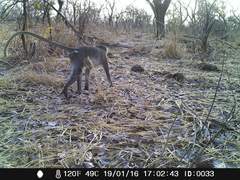 Chlorocebus tantalus