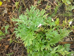 Artemisia absinthium