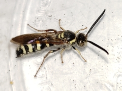 Colpa octomaculata