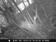 Chlorocebus tantalus