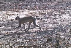 Chlorocebus tantalus