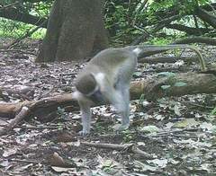 Chlorocebus tantalus