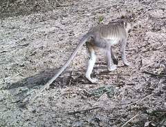 Chlorocebus tantalus