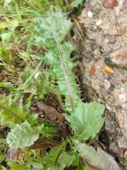 Taraxacum officinale