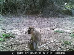 Chlorocebus tantalus