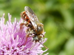 Epeoloides coecutiens