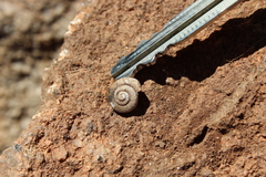 Camaenidae