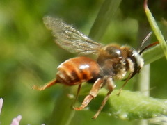 Epeoloides coecutiens