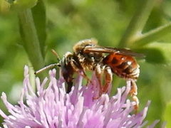 Epeoloides coecutiens