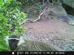 Chlorocebus tantalus