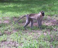 Chlorocebus tantalus