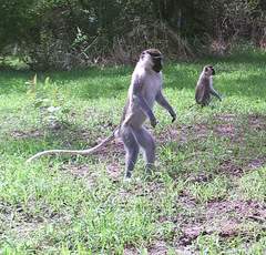 Chlorocebus tantalus