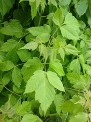 Acer negundo