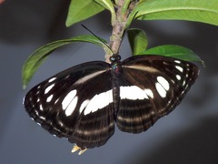 Lasippa illigera illigera