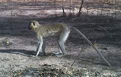 Chlorocebus tantalus