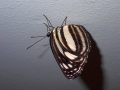 Lasippa illigera illigera