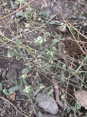 Capsella bursa-pastoris