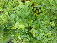 Convolvulus arvensis