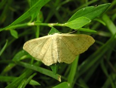 Idaea straminata